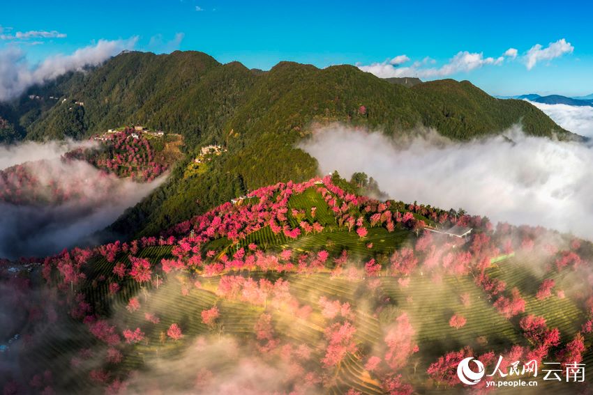 霧が漂う幻想的な桜花谷　雲(yún)南省大理