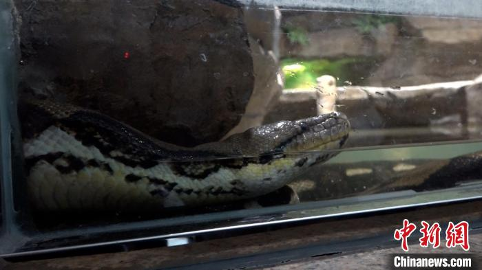 成都動(dòng)物園の爬蟲類館で快適に過ごすニシキヘビ（撮影?陳選斌）。