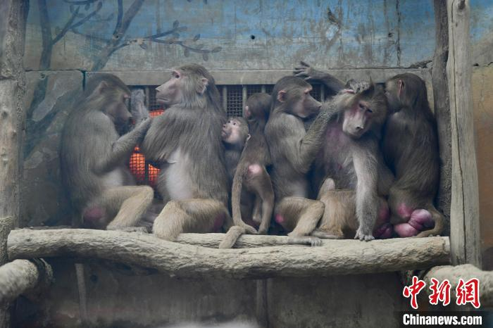 防寒対策はバッチリ！冬を快適に過ごす成都動(dòng)物園の動(dòng)物たち