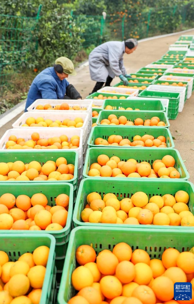 年末に向けた農(nóng)産物の収穫?出荷に勤しむ中國(guó)各地