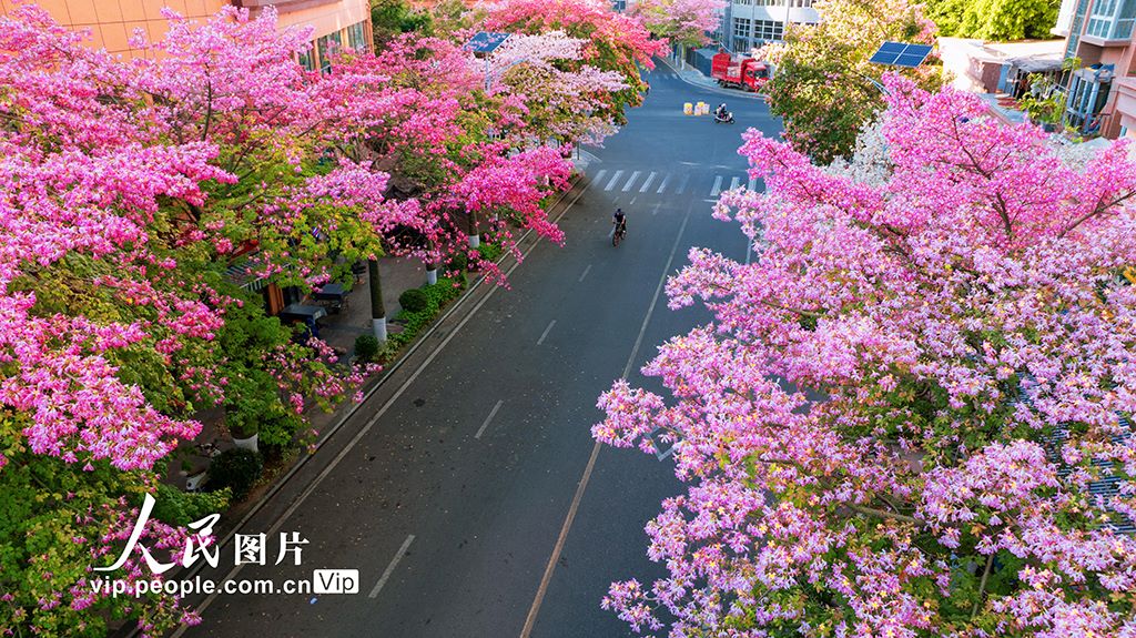 ピンク色のトックリキワタが満開(kāi)となった四川省攀枝花市（撮影?周靜/寫(xiě)真著作権は人民図片が所有のため転載禁止）。