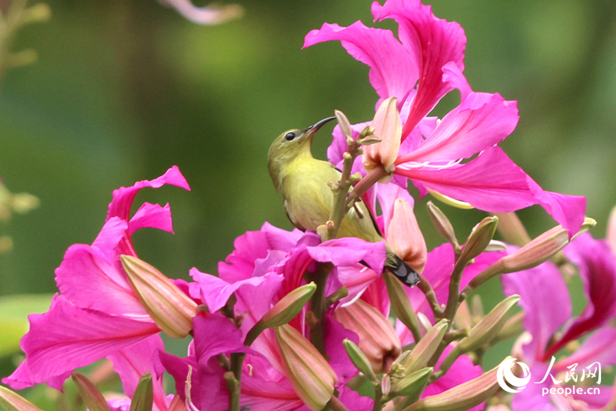 花々の間を飛び回るタイヨウチョウ（撮影?陳博）。