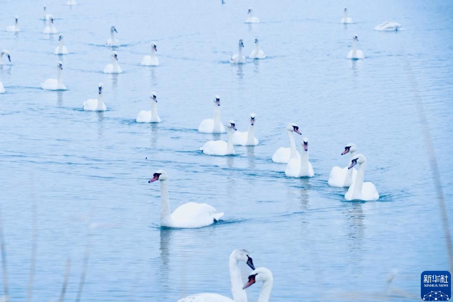 1月8日、新疆伊寧県の天鵝泉で撮影された白鳥（撮影?杜娟）。