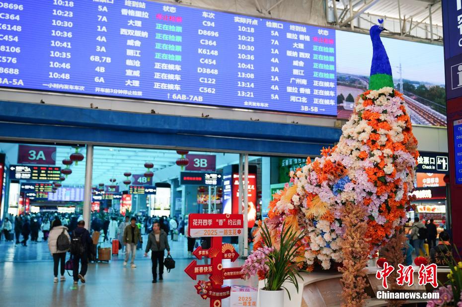 雲(yún)南省昆明駅にゴージャスな花のクジャク　春節(jié)祝賀ムード高める