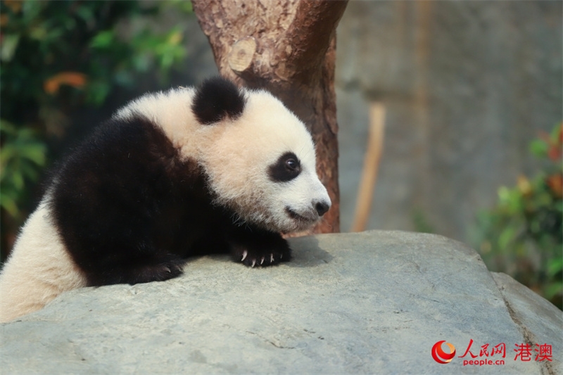 オスのパンダの赤ちゃん（撮影?呉宇揚(yáng)揚(yáng)）。