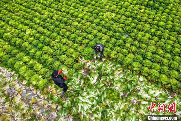 農(nóng)家の増収に寄與する野菜栽培　貴州省黔西