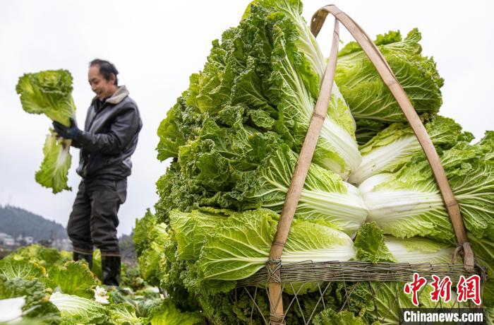 農(nóng)家の増収に寄與する野菜栽培　貴州省黔西