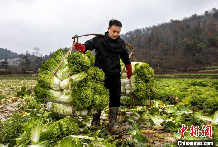 農(nóng)家の増収に寄與する野菜栽培　貴州省黔西