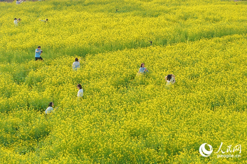 福建省廈門の菜の花が見(jiàn)頃迎え、広がるうららかな春景色