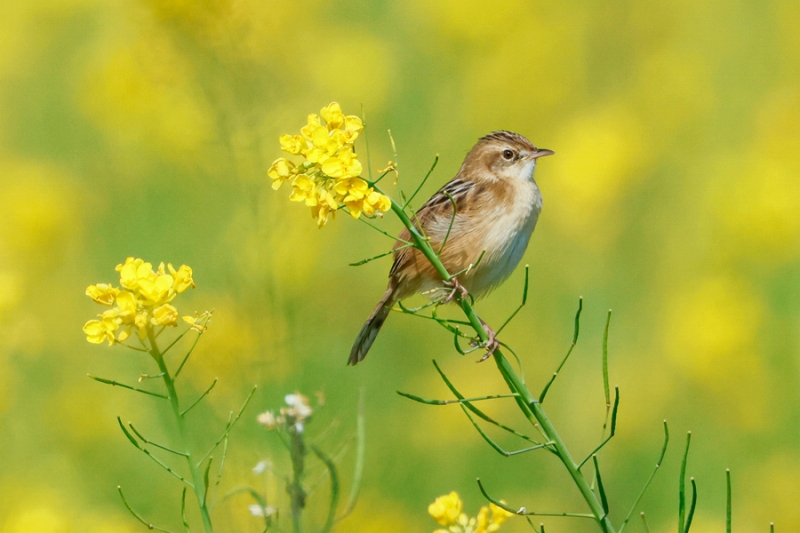 福建省廈門の菜の花が見頃迎え、広がるうららかな春景色