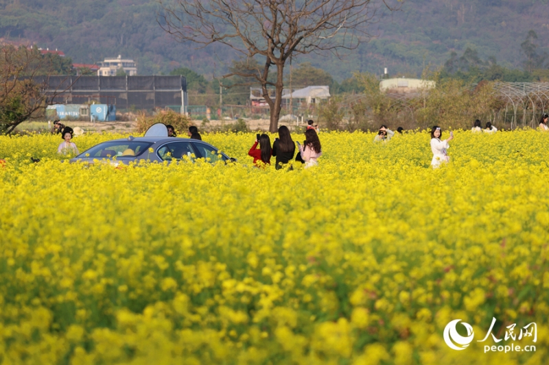 福建省廈門の菜の花が見頃迎え、広がるうららかな春景色