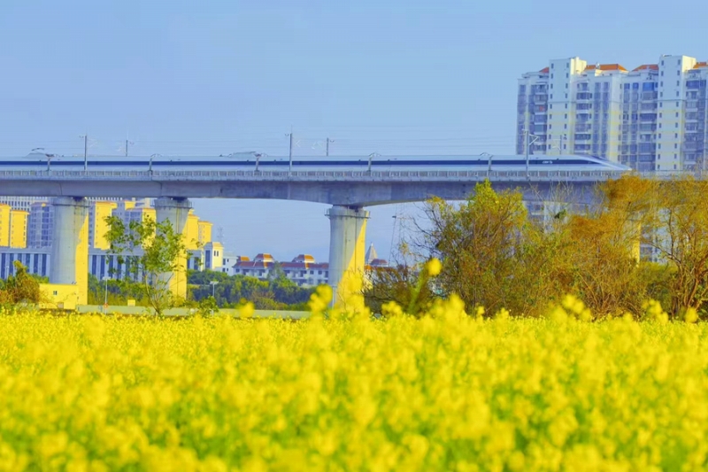 福建省廈門の菜の花が見頃迎え、広がるうららかな春景色