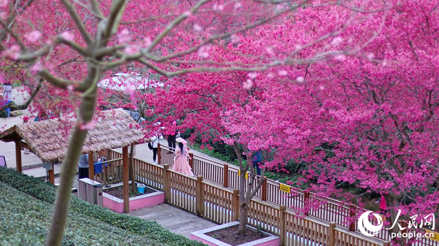 福建省竜巖市の茶畑で桜の木が開花シーズンに