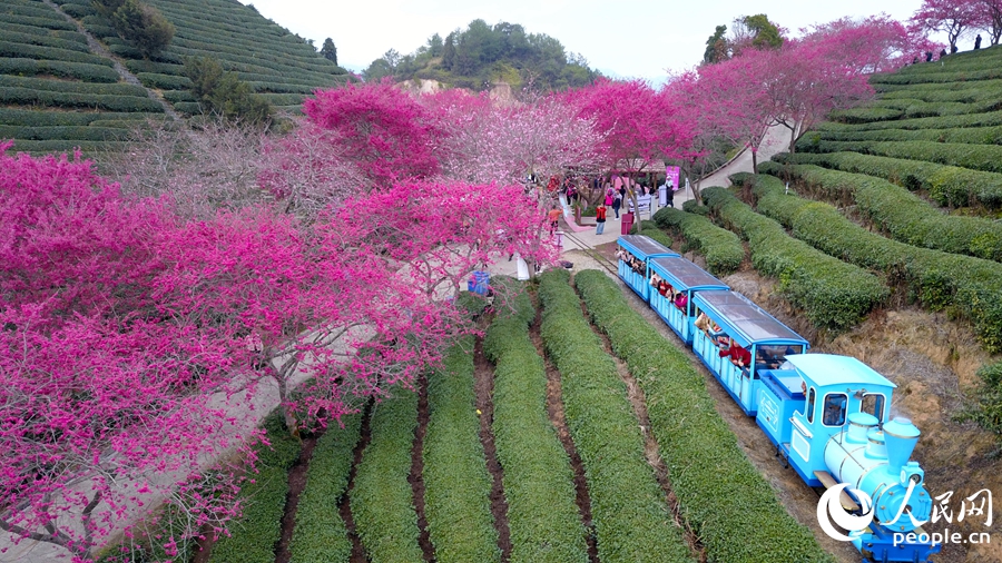 福建省竜巖市の茶畑で桜の木が開花シーズンに