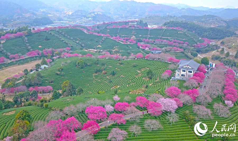 福建省竜巖市の茶畑で桜の木が開花シーズンに