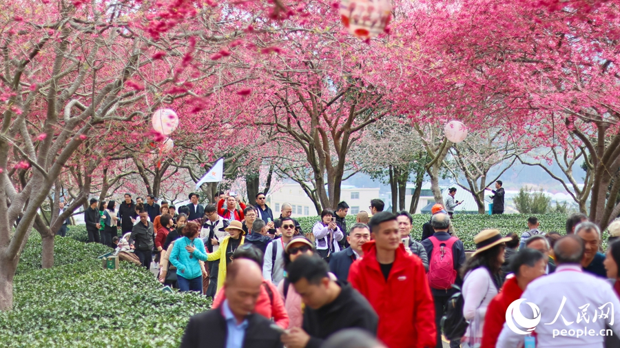 福建省竜巖市の茶畑で桜の木が開花シーズンに