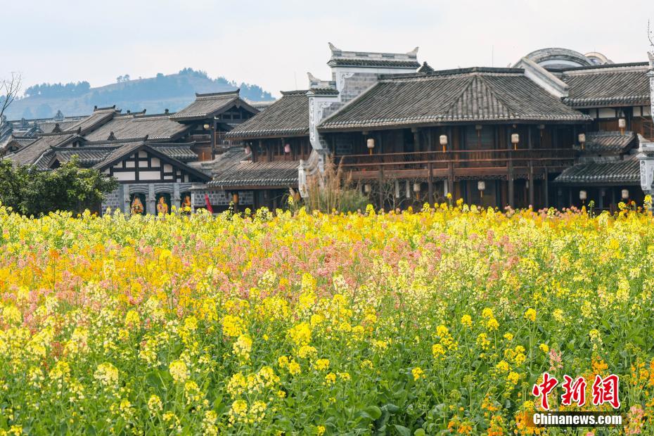 李荘古鎮(zhèn)で開花のピークを迎えた濃淡や色合いが異なる菜の花（撮影?李舫）。