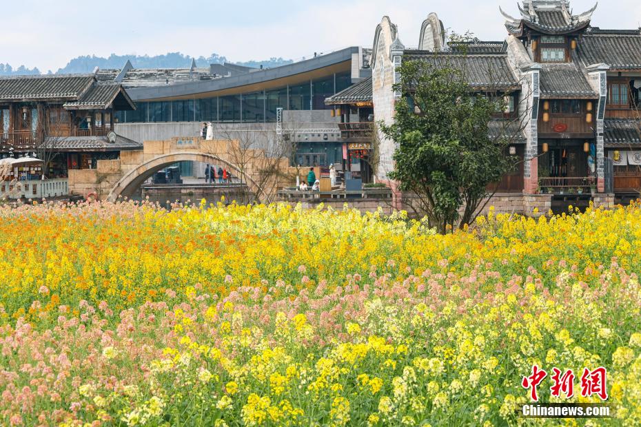 美しく咲き亂れる菜の花と趣ある建物のコラボ　四川省宜賓市李荘古鎮(zhèn)