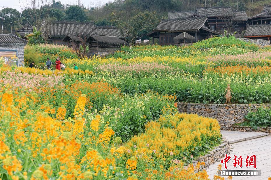 美しく咲き亂れる菜の花と趣ある建物のコラボ　四川省宜賓市李荘古鎮(zhèn)