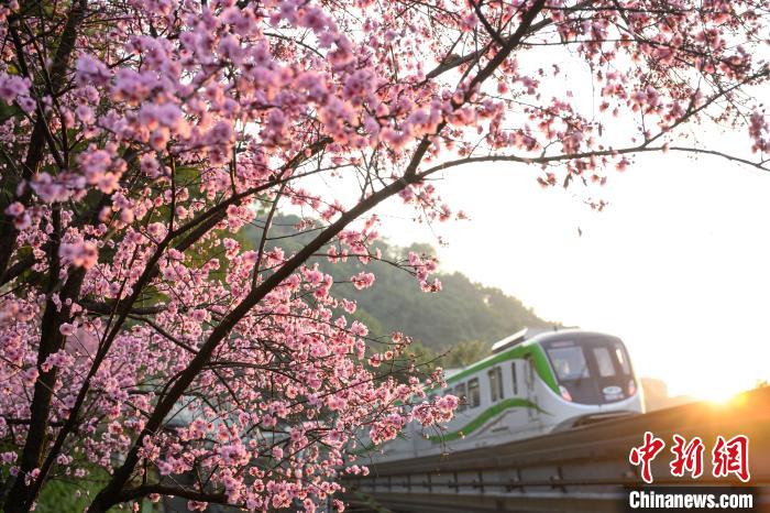 ビジンウメが満開(kāi)を迎えた重慶軌道交通2號(hào)線の佛図関區(qū)間（撮影?何蓬磊）。