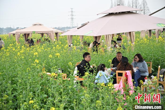 菜の花畑で食べる火鍋は春の味？　四川省成都