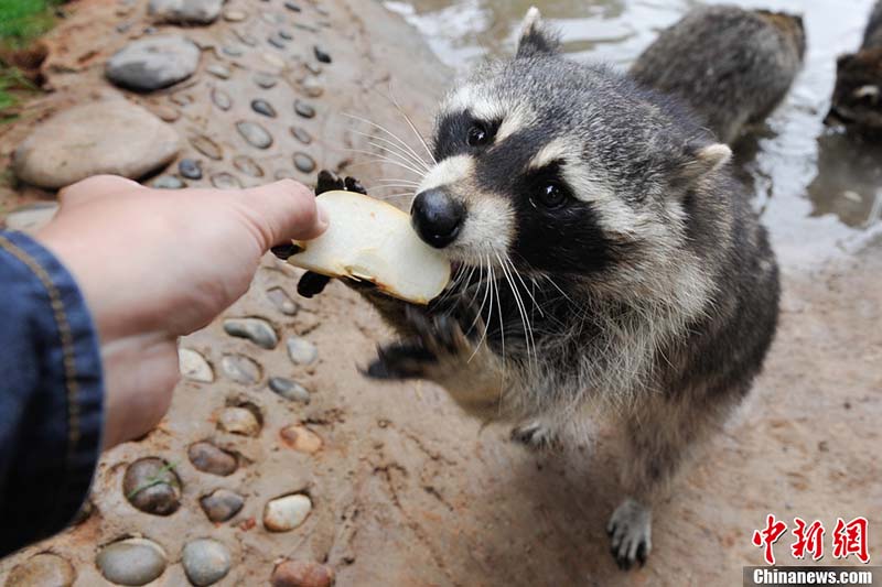 饤ޤΤ襤̥λ辎v