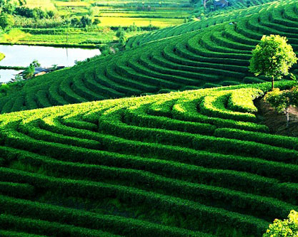 プーアルは世界の茶の木の原産地、「プーアル茶」のふるさと、茶馬古道の源である。