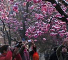 昆明「雨水」の節(jié)気に降雪　雪の中の桜