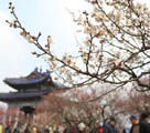 南京國際梅花祭が開幕