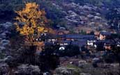 蘇った「空の巣」の村　銅板屯の繁栄の夢(mèng)