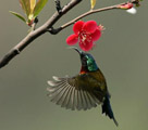 春の3月　エサを探すタイヨウチョウ