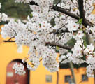 中國(guó)各地で桜が開花　花見を楽しむ市民