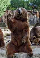 スペイン　手を振って挨拶する動(dòng)物園のヒグマ