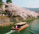 世界各地で花開(kāi)く日本の美しい桜