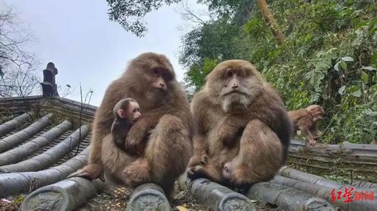 峨眉山のサル（畫像提供?峨眉山景勝地）。