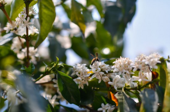 雲(yún)南省普洱市にある野鴨塘河谷コーヒー農(nóng)園で、コーヒーの花の蜜を吸うミツバチ（3月27日撮影?江文耀）。