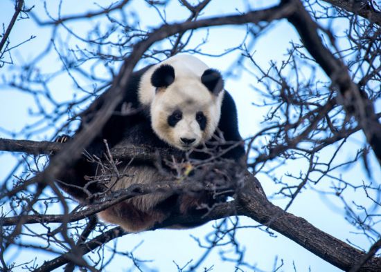 2021年8月7日、オーストラリアのアデレード動(dòng)物園で木に登る「福妮」（寫(xiě)真提供?アデレード動(dòng)物園）。