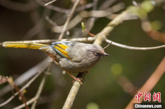 カキハガビチョウ（寫真提供は神農(nóng)架國家公園）