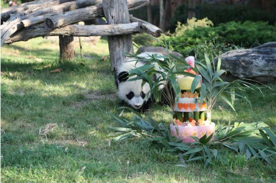 2018年8月4日に撮影された誕生日ケーキに興味津々な様子のフランスのボーヴァル動物園で暮らすパンダ「圓夢」（寫真提供?ボーヴァル動物園）。