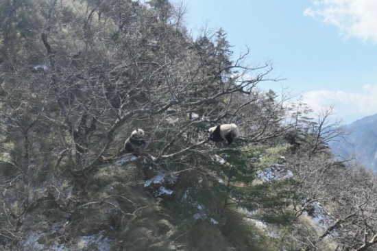 3月3日、パンダ國(guó)家公園の職員が発見(jiàn)した野生のパンダ2頭（ドローンで撮影、畫像はパンダ國(guó)家公園唐家河區(qū)域が提供）